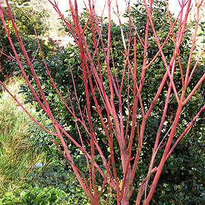 Acer pensylvanicum - 'Erythrocladum' (Snake Bark Maple)