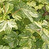 Acer pseudoplatanus - Varegatum Leopoldii - Variegated Maple