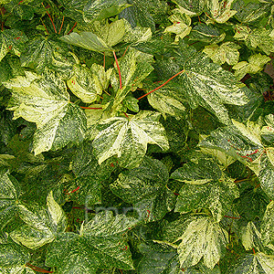 Acer pseudoplatanus - 'Varegatum Leopoldii' (Variegated Maple)