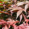 Acer palmatum - Red Shadow