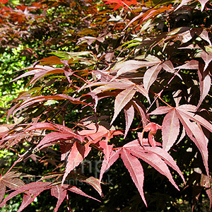 Acer palmatum - 'Red Shadow'