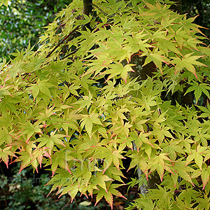 Acer palmatum - Sango-Kaku