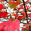 Acer  rubrum - Schlesingeri