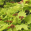 Acer shirasawanum - aureum - Golden Leafed Japanese Maple