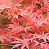 Acer  palmatum - Shojo-Shidare