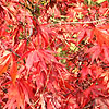 Acer palmatum - Takinogawa