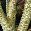 Acer tegmentosum