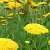 achillea - Parks Variety - Yarrow