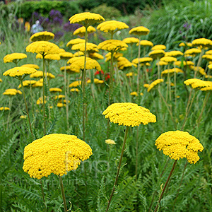 Achillea - Parks Variety (Yarrow)