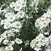 Achillea ageratifolia - Yarrow