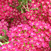 Achillea millefolium - Cerise Queen