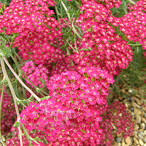 Achillea millefolium - 'Cerise Queen'