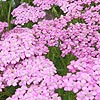 Achillea millefolium - Lilac Beauty - Yarrow