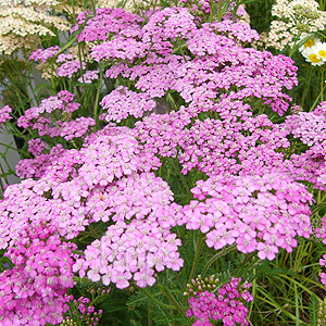 Achillea millefolium - 'Lilac Beauty' (Yarrow)