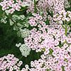 Achillea millefolium - Rosea