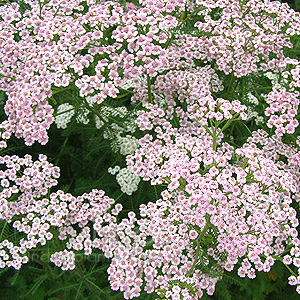 Achillea millefolium - 'Rosea'