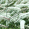 Actaea matsumurae - Elstead Variety - Banebury