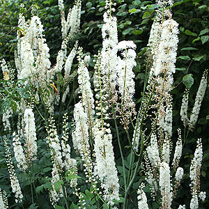 Actaea racemosa (Baneberry)