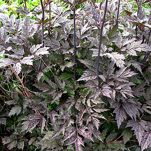 Actaea simplex - 'Brunette' (Baneberry, Actaea)