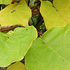 actinidia deliciosa - Chinese Gooseberry,  Kiwi fruit