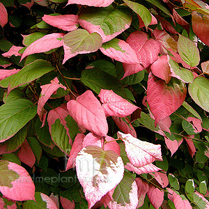 Actinidia kolomikta