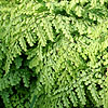 Adiantum venustum - himlayan maidenhair fern