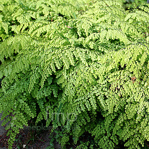 Adiantum venustum (Himlayan Maidenhair Fern)