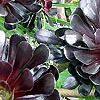 Aeonium - Atropurpureum - Aeonium