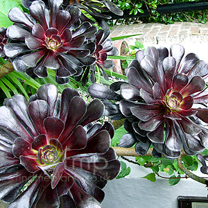 Aeonium - 'Atropurpureum' (Aeonium)