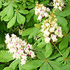 Aesculus hippocastanum - Horse Chestnut