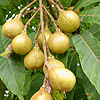 Aesculus indica