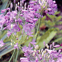 Agapanthus - 'Headbourne Hybrid' (African Lily)