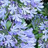 Agapanthus africanus