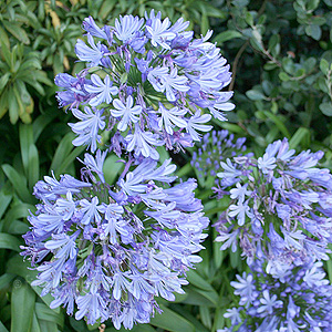 Agapanthus africanus