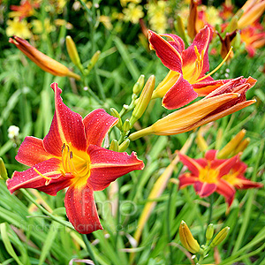 Hemerocallis - 'Elizabeth Salisbury' (Day Lily)