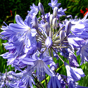 Agapanthus - 'Penelope Palmer'