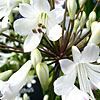 Agapanthus praecox - Albiflorus - African Lily