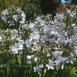 Agapanthus - 'Silver Mist'