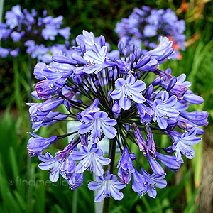 Agapanthus - 'Sybil Harton'