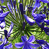 Agapanthus - Windsor Grey - African Lily