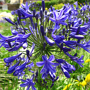 Agapanthus - 'Windsor Grey' (African Lily)