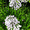 Agapanthus - Windsor Grey