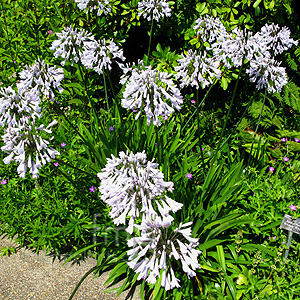 Agapanthus - 'Windsor Grey'