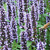 Agastache - Black Adder - Giant Hyssop