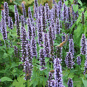 Agastache - 'Black Adder' (Giant Hyssop)