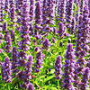 Agastache  - Blue Fortune - Giant Hyssop