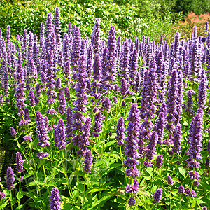 Agastache  - 'Blue Fortune' (Giant Hyssop)