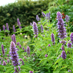 Agastache foeniculum (Anise Hyssop)