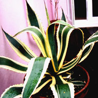 Agave americana - 'Variegata' (Agave)