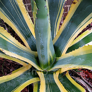 Agave americana - 'Variegata' (Agave)